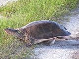SoftshellTurtle.jpg image by bridges46