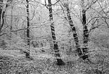 WINTER_FOREST.jpg image by aspiav
