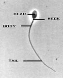 sperm.jpg image by devil2k2plus